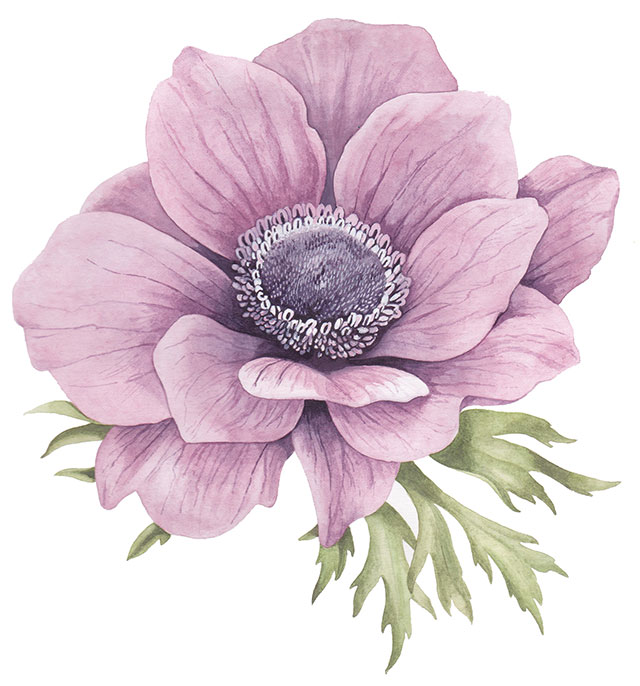 Anemone